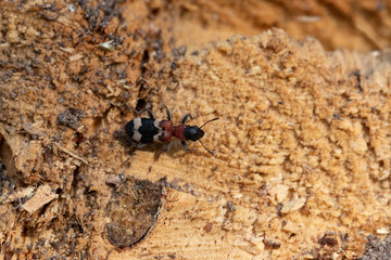 Käfer