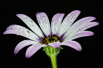 Pink gerber daisy isolated on black background