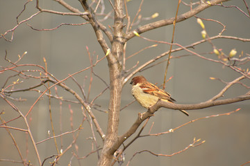 Cute sparrow bird perched on a branch in Schoneberg Berlin Germany
