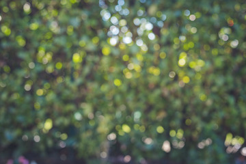 Bokeh background: Green defocused park, copy space