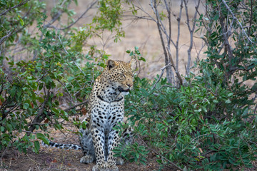 Fototapeta na wymiar Female leopard (Panthera pardus) in the Timbavati Reserve, South Africa