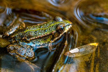 Frosch