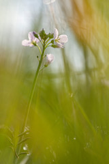Cuckooflower, a very fragile spring bloomer. Photographed with a vintage lens.