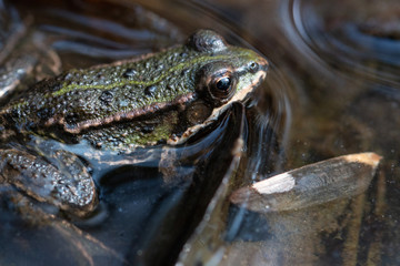Frosch