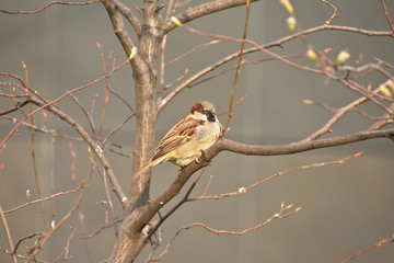 Cute sparrow bird perched on a branch in Schoneberg Berlin Germany