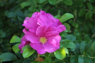 Fototapeta premium Fiore