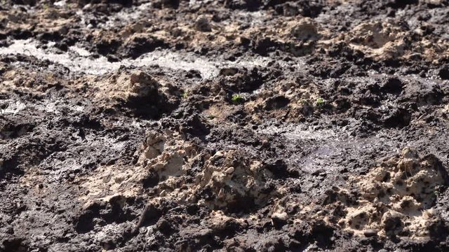 Nitrate pollution from the agriculture. Liquid manure on a field in germany