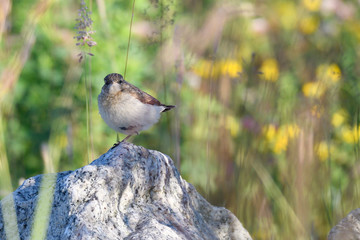 Junger  Steinschmätzer (Oenanthe oenanthe) 