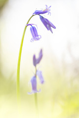 Bluebells, a festivity to look at.