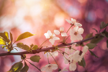 Floral Japanese spring background: Blooming pink cherry blossoms, springtime