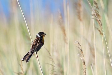 Männliche Rohrammer mit einer Libelle