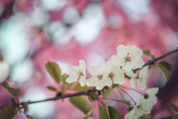 Fototapeta premium Floral Japanese spring background: Blooming pink cherry blossoms, springtime