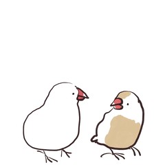 向き合う白文鳥とクリーム文鳥　セット
