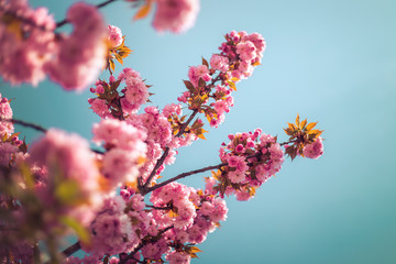 Floral Japanese spring background: Blooming pink cherry blossoms, springtime