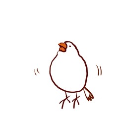 上を向いた文鳥（白文鳥）