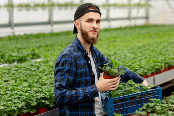 Half height portrait of a young bearded man standing in a greenhouse. A man holds a pot and box with pelargonium plants. Gardering concept