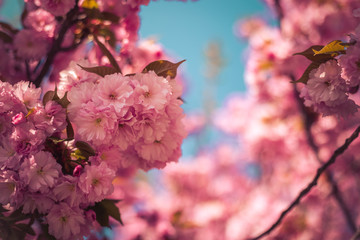 Floral Japanese spring background: Blooming pink cherry blossoms, springtime