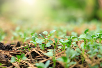 The seedlings of the vegetables in the plot, with water droplets on the leaves and the morning sunshine.