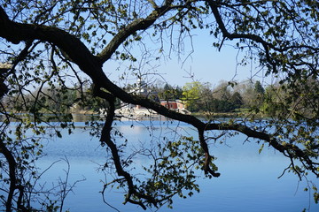 Überhängender Ast am Heiligen See in Potsdam