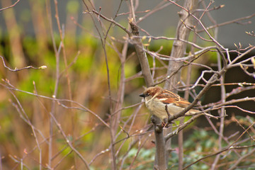 Cute sparrow bird perched on a branch in Schoneberg Berlin Germany