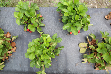 fresh strawberry