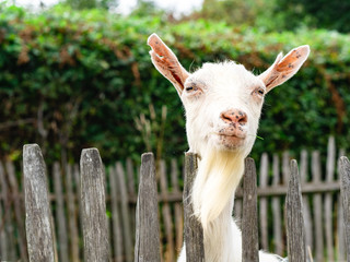 Obraz premium Funny happy goat. Funny animals