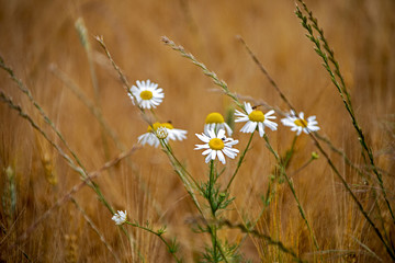 chamomile, Matricaria chamomilla , on a meadow