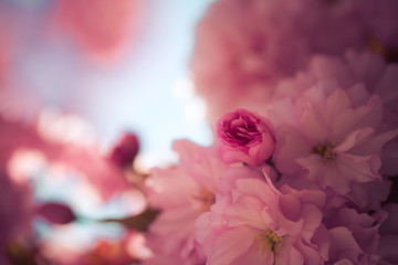 Floral Japanese spring background: Blooming pink cherry blossoms, springtime