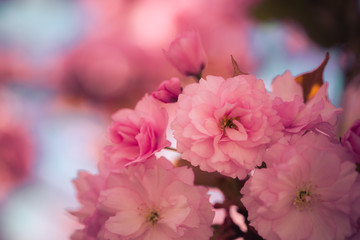 Floral Japanese spring background: Blooming pink cherry blossoms, springtime