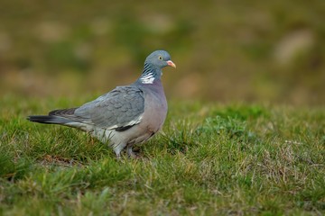 Close up image of big grey wood pigeon with yellow eye, pink beak and white neck standing on green grass.