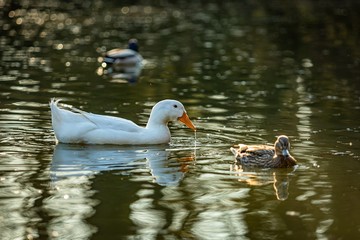 White domestic duck with orange beak swimming in a lake together with wild ducks drinking water. Reflection of the bird on water surface. Dark brown and green water in the background.