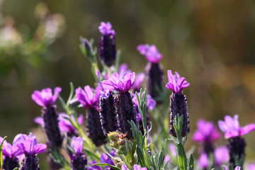 Schopfiger Lavendel