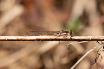 Libelle