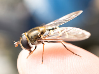 Extreme macro - fly on male finger. Selective focus. The bug is a fly.