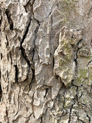 light brown pine tree bark background pattern. wooden tree texture background. tree bark wallpaper