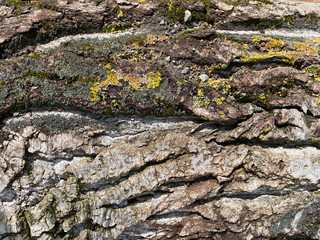 pine bark. wooden tree texture background. tree bark wallpaper. light brown pine tree bark background pattern 