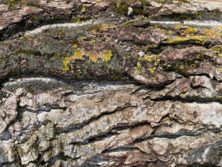 pine bark. wooden tree texture background. tree bark wallpaper. light brown pine tree bark background pattern 