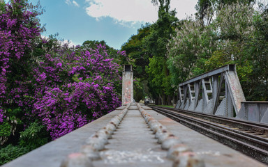 Obraz premium Perspective train rails bridge over a river at Serra da Mantiqueira, Minas Gerais with a bunch of purple flowers in background