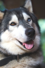 Cheerful husky with multicolored eyes, one brown, the other blue