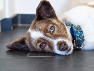 Head of sad unhappy dog, animal cruelty