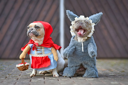 Red Pied French Bulldog Dressed Up As Fairytale Character Little Red Riding Hood And Silver Gray Colored Dog With Scary Face As Big Bad Wolf With Full Body Costumes With Fake Arms