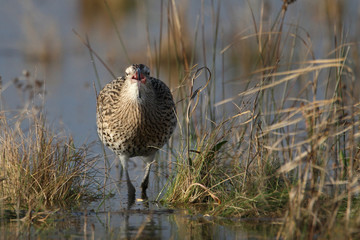 Front shot Of A Curlew, Numenius Arquata, Walking In Shallow Water Towards The Camera  Calling With Its Beak Open. Taken at Stanpit Marsh UK