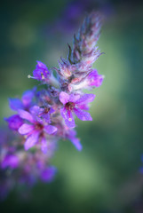 purple flowers on a green background