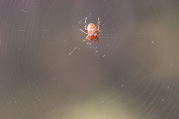Spinne
