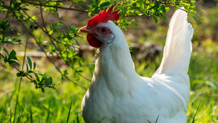 free range chicken on green grass