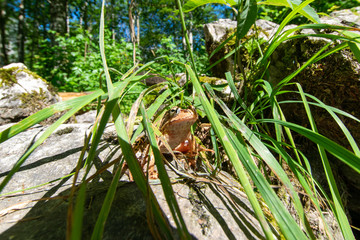 frog in the forest