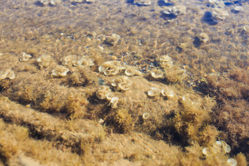 Sea background with ripples on water surface. Coral reefs with seaweed underwater at sea bottom on...