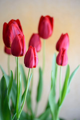 Close-up of red tulip in full bloom, with its bright color and turban shape, very beautiful