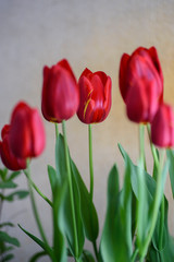 Close-up of red tulip in full bloom, with its bright color and turban shape, very beautiful