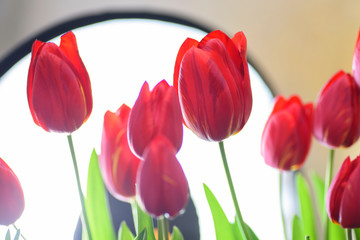 Close-up of red tulip in full bloom, with its bright color and turban shape, very beautiful